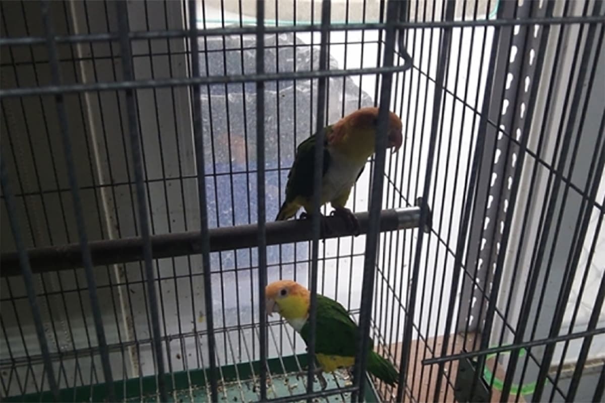 食品/藥品:鸚鵡家族 維持飼料的乾燥度